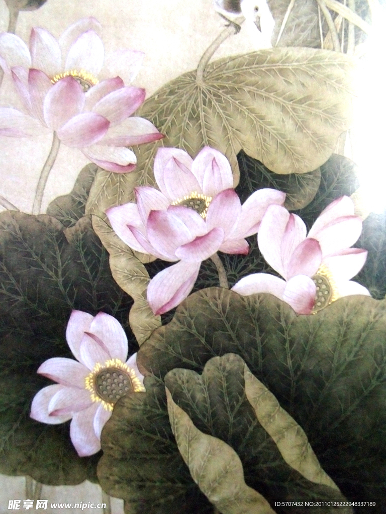 荷叶 荷花