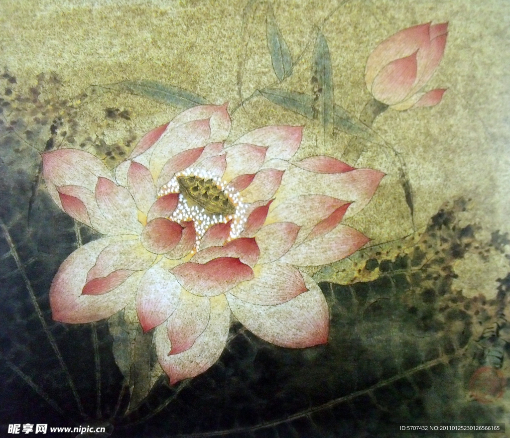 荷叶 荷花