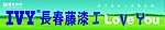 长春藤漆
