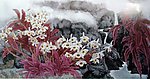 国画山水 花草
