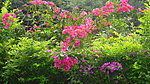 杜鹃花