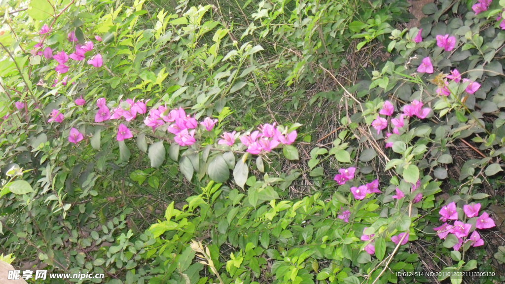 杜鹃花