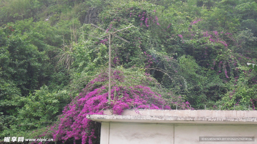 杜鹃花