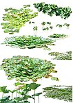 9种荷花抠图