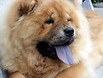 松狮狗