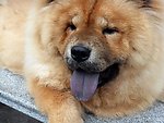 松狮狗