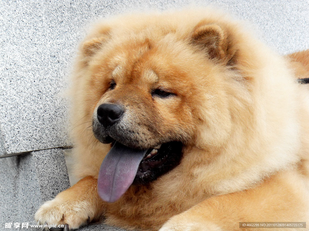 奶油松狮犬品种。可爱的宠物狗动物，矢量插图插画图片素材_ID:423455348-Veer图库