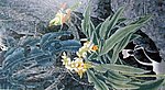 国画山水 花鸟