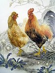 国画花鸟