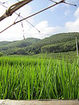 山林与田野