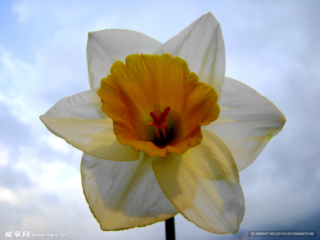 蓝天下的水仙花