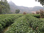 茶园