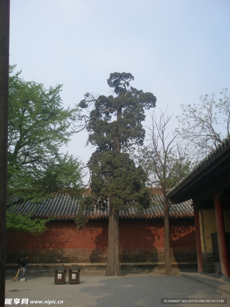 古树