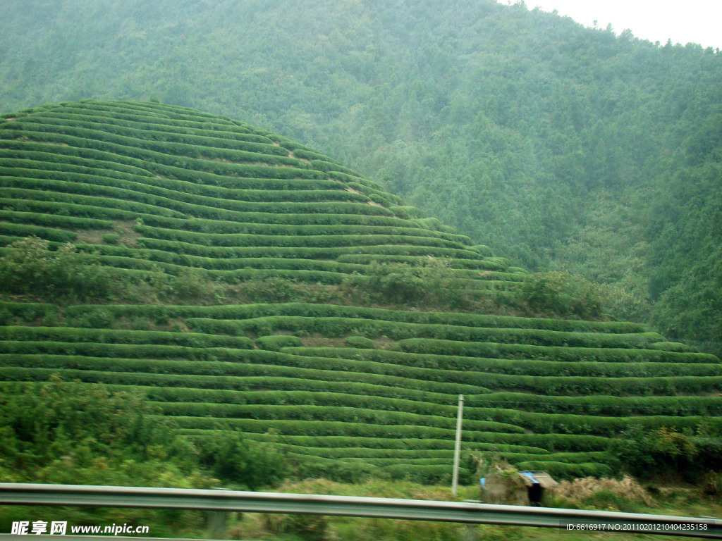 平原人眼中的茶山
