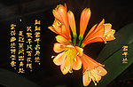 兰花