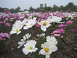 遍地小花