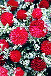 花市