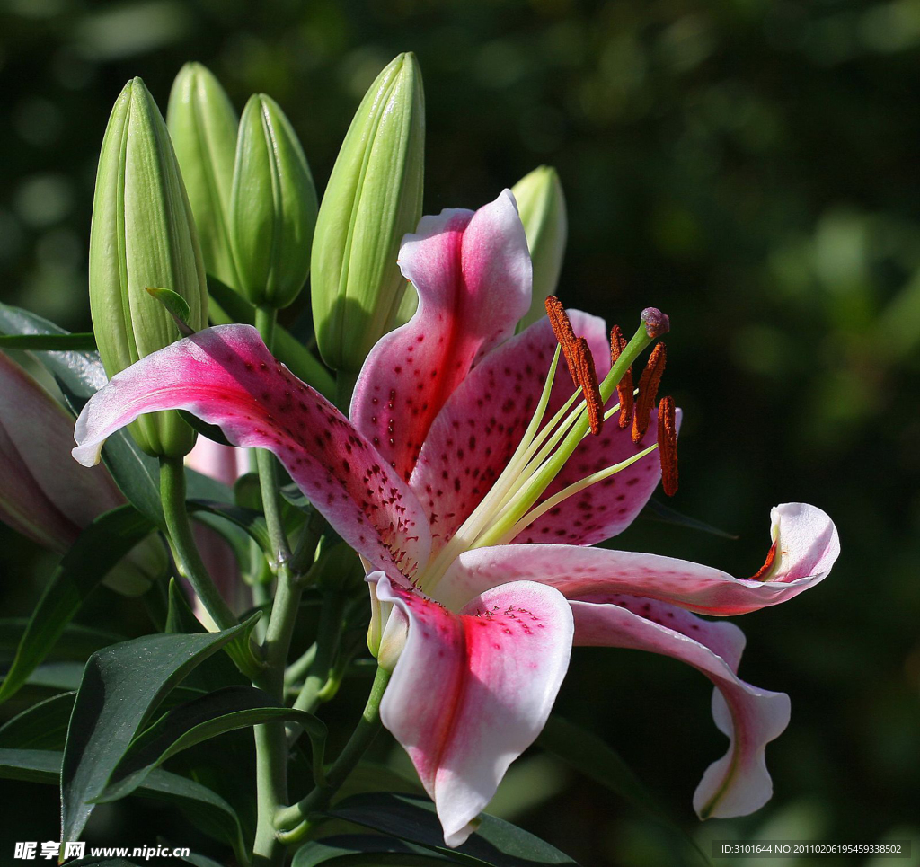 红百合花