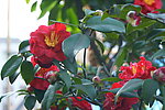 茶花