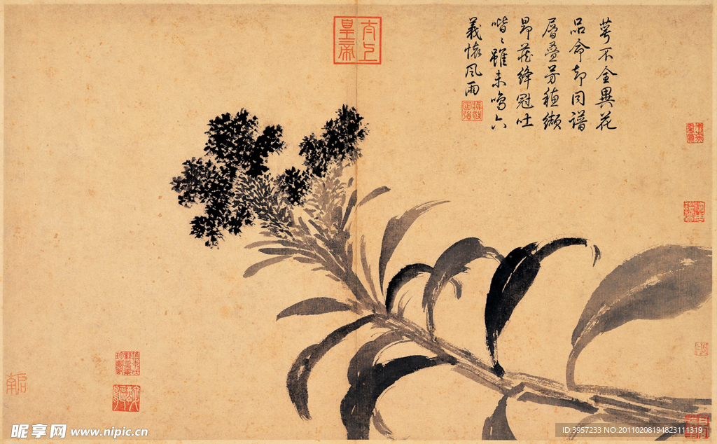 鸡冠花 古画