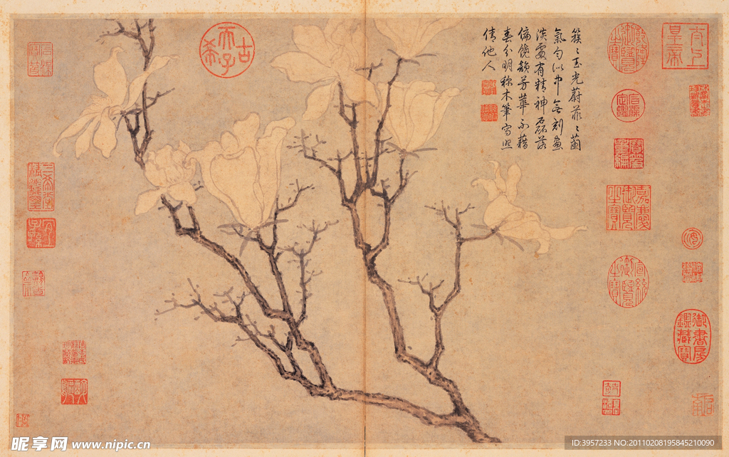 玉兰 古画