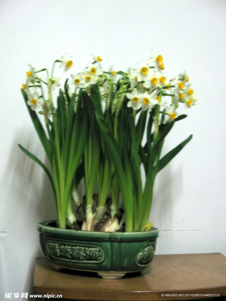 水仙花