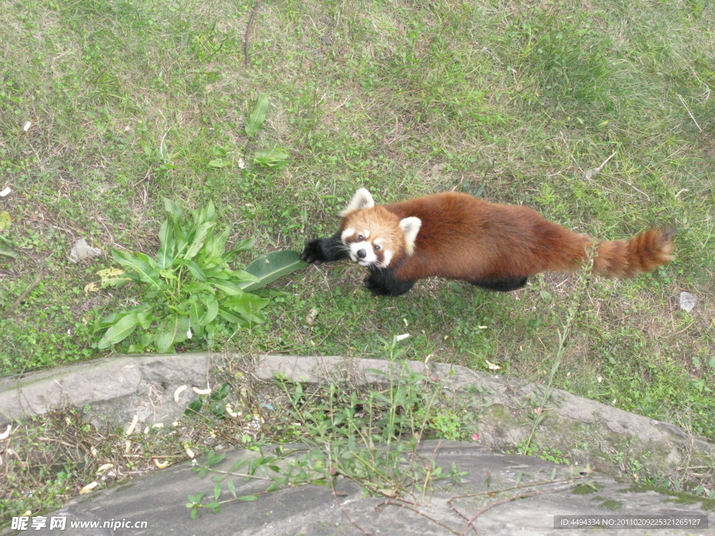 小熊猫
