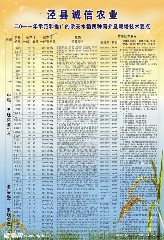 水稻