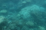 海底珊瑚
