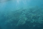 海底珊瑚