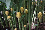 热带植物姜花