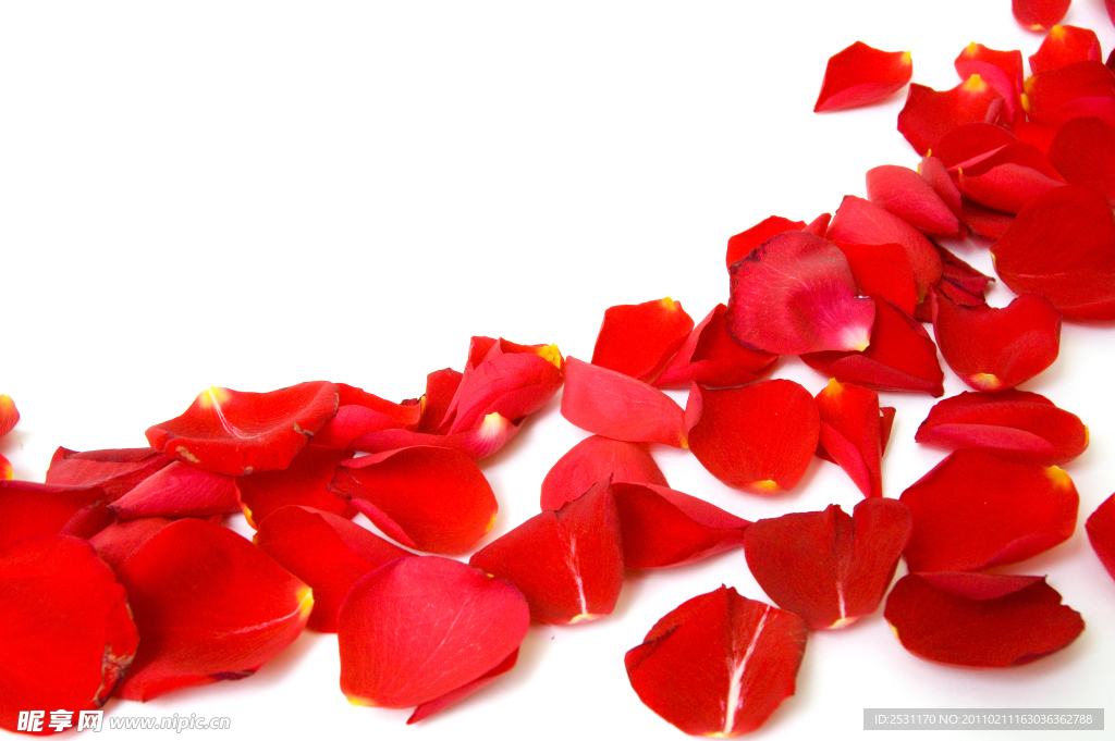 玫瑰花瓣