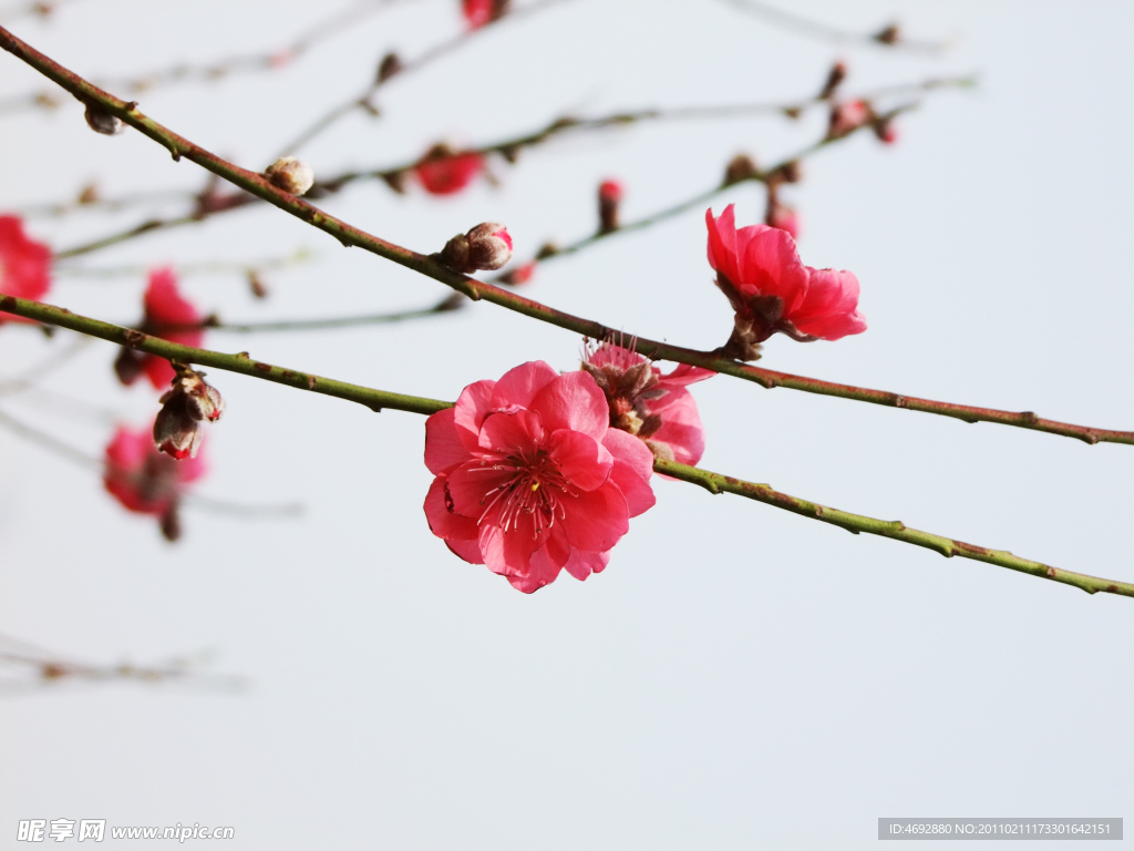 桃花