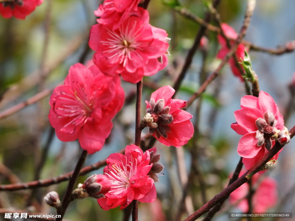 桃花