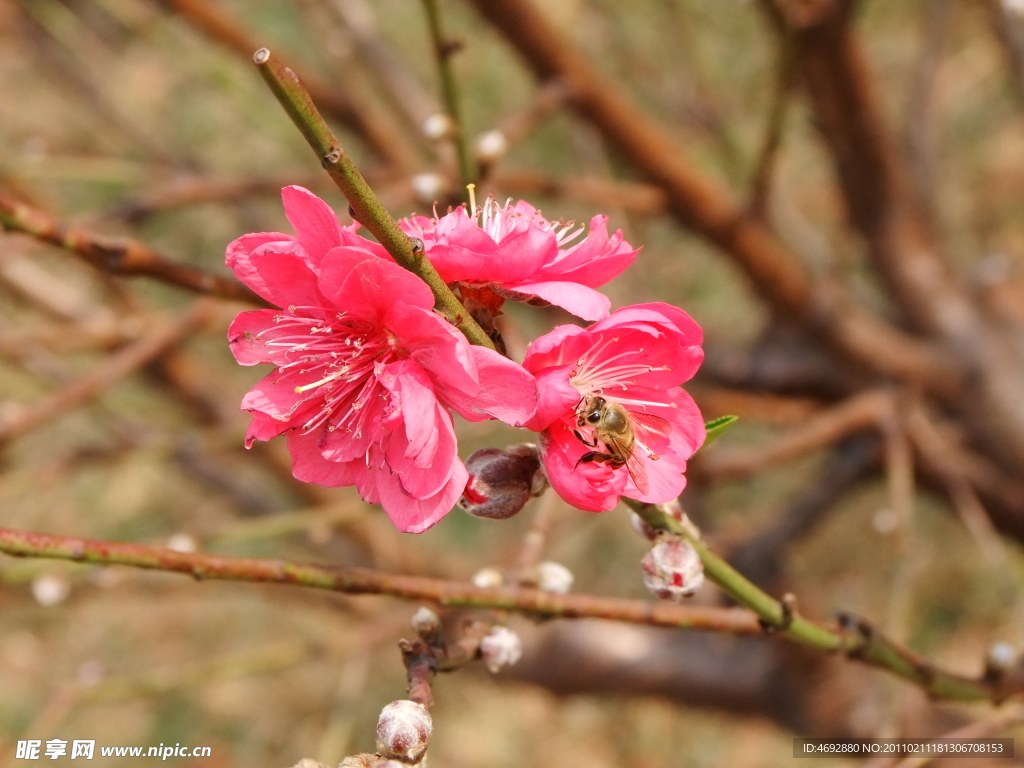 桃花