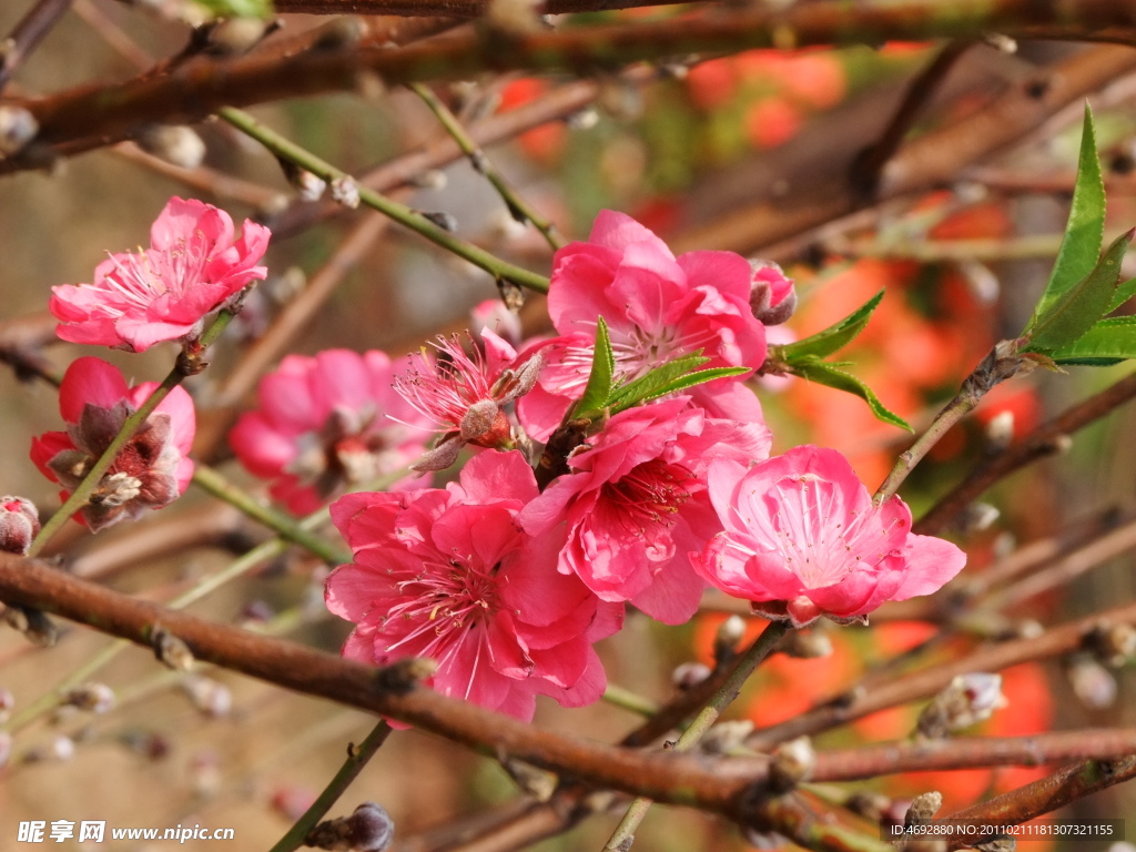 桃花