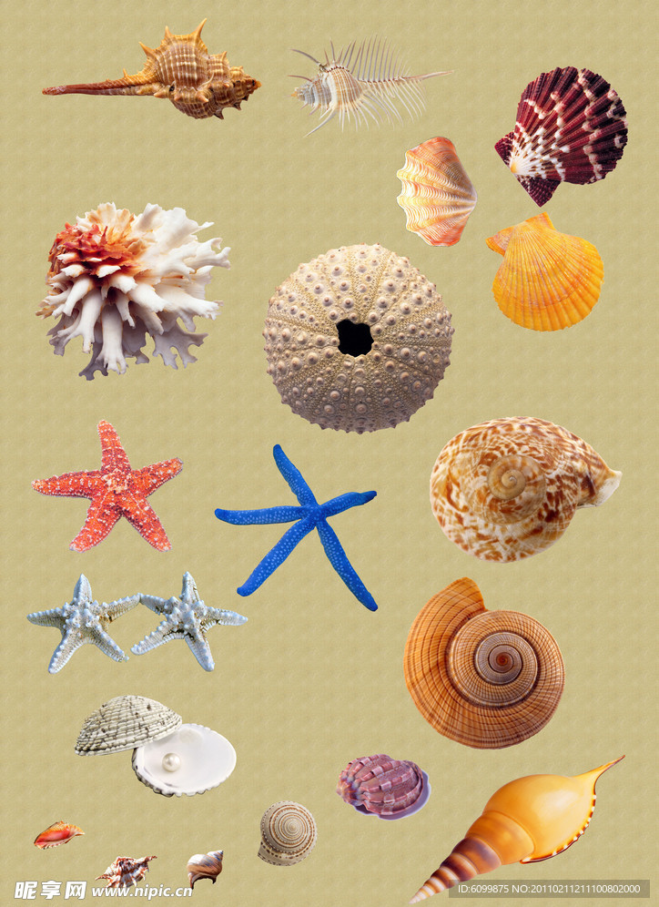 贝壳 海星 海螺