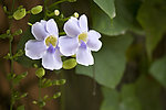 牵牛花