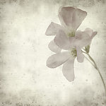 淡雅兰花
