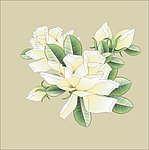 工笔矢量栀子花
