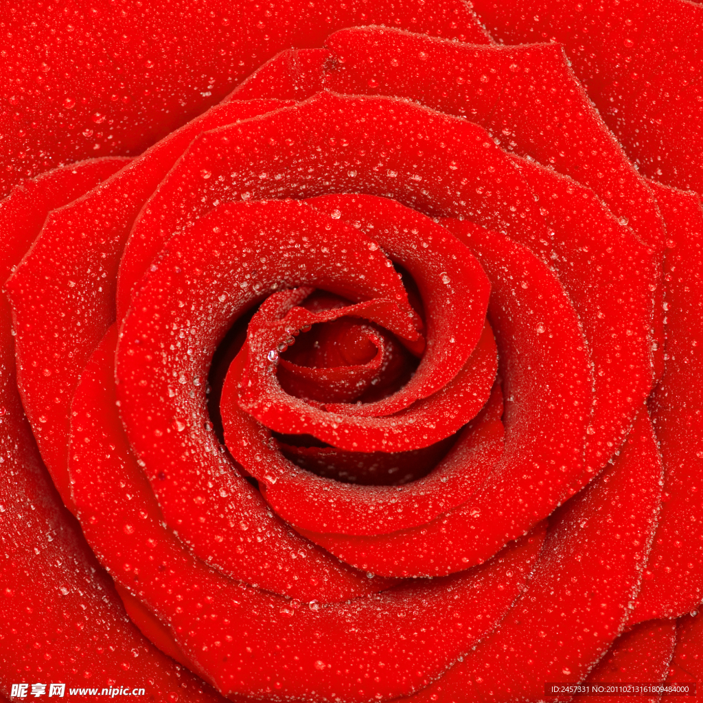 红玫瑰水珠水滴