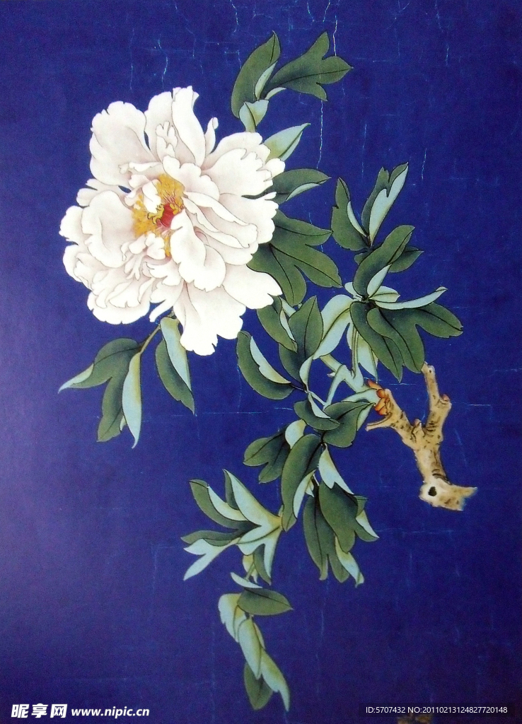 花开富贵 牡丹