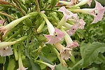 烟叶开花