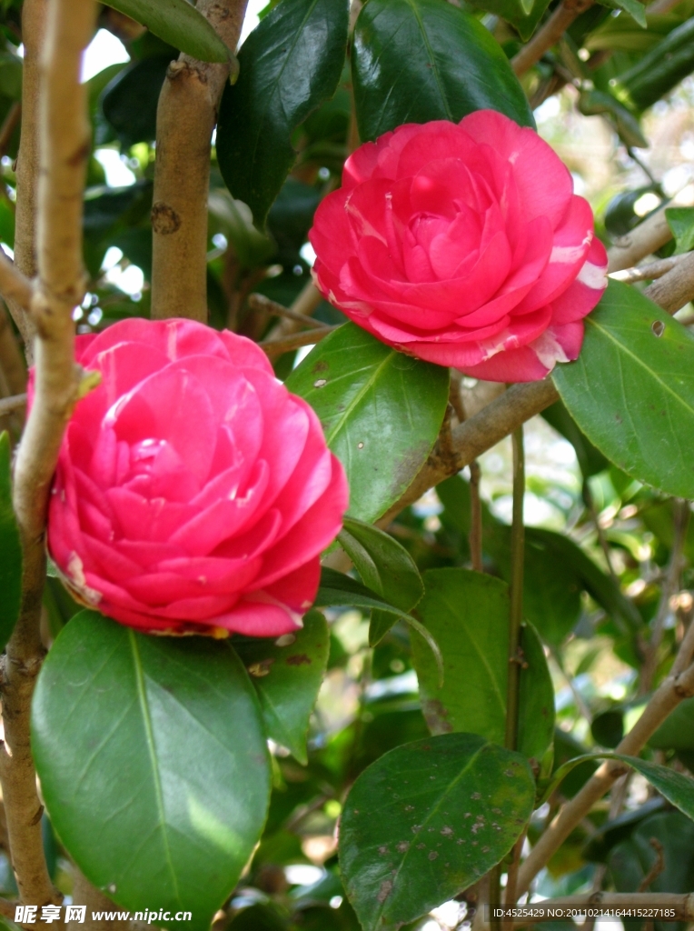 茶花