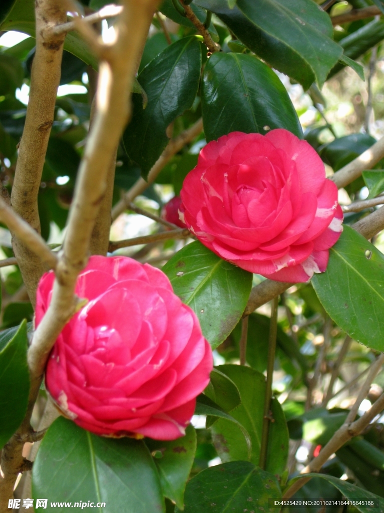 茶花