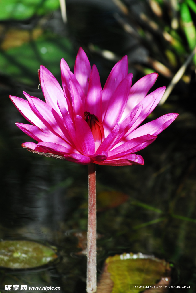 莲花