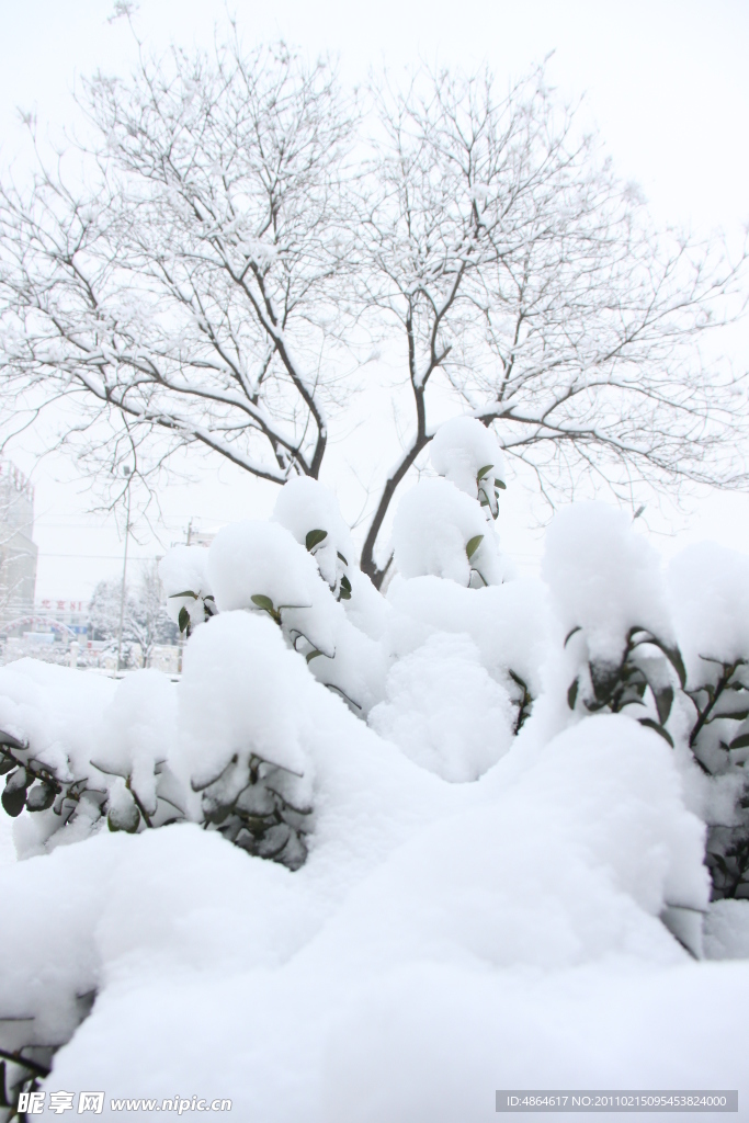 雪景