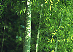 竹林