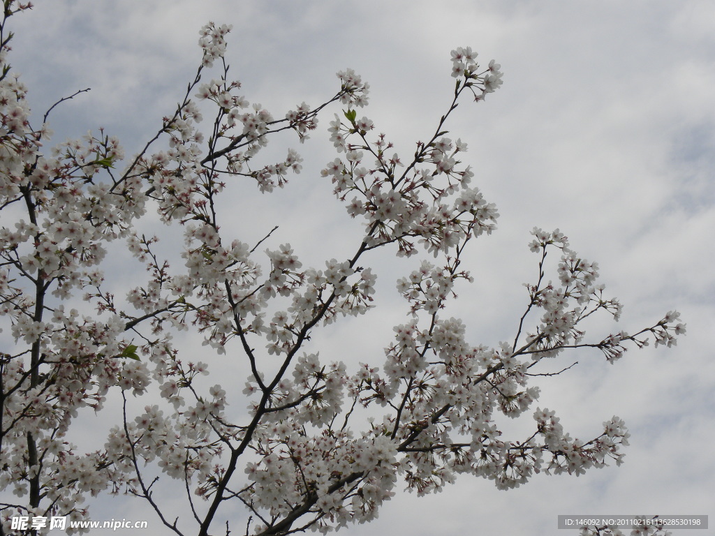 樱花烂漫
