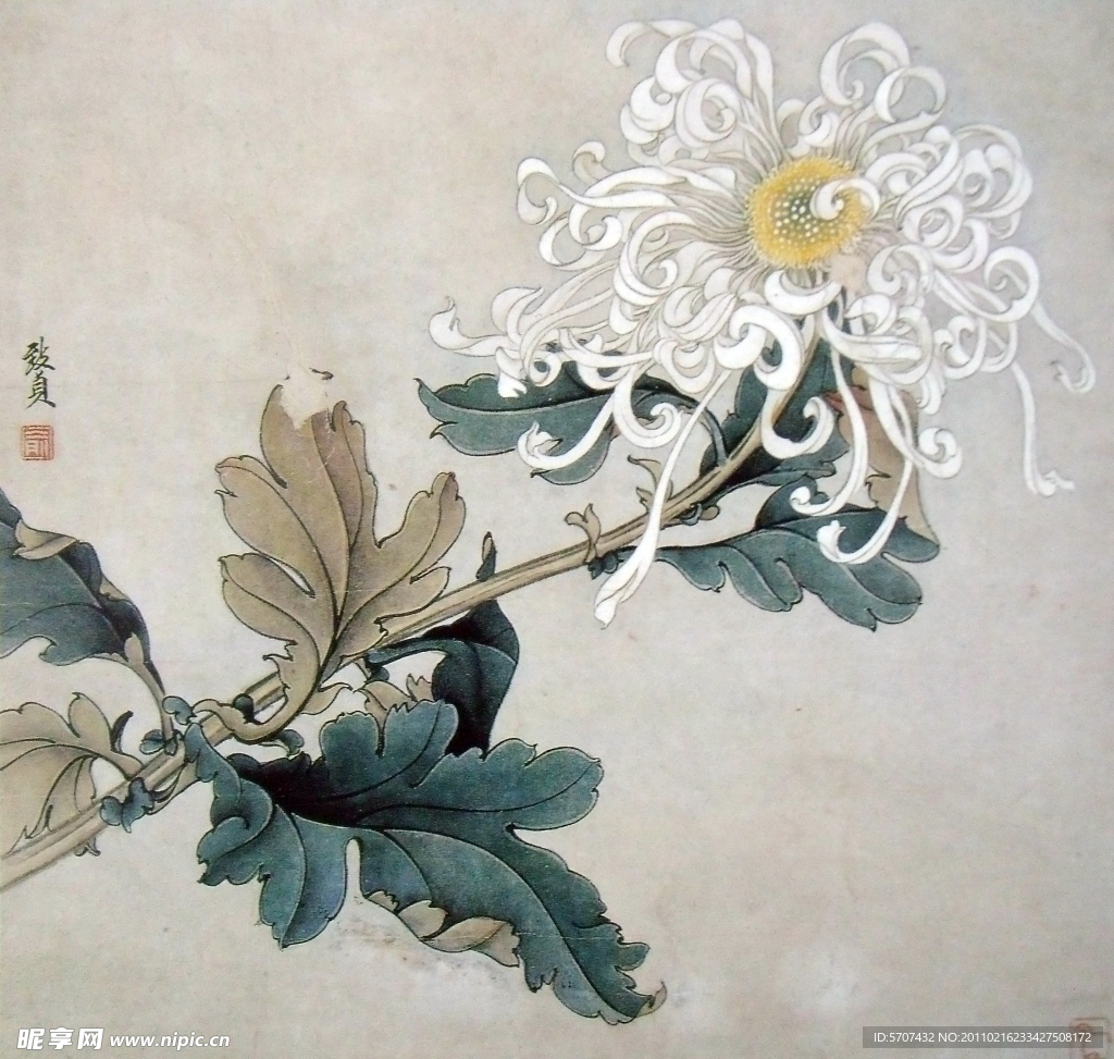 国画 菊花